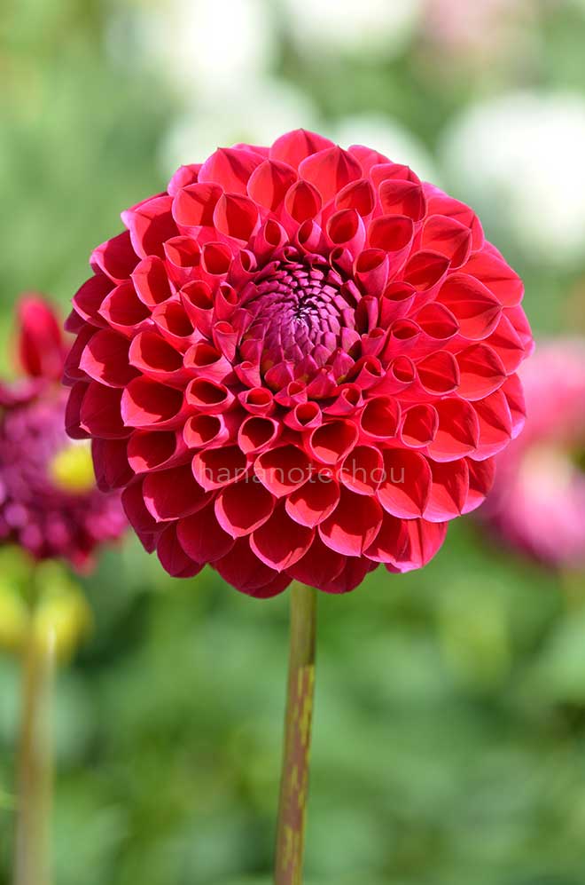 ダリア 散歩｜花の手帖のダリア図鑑