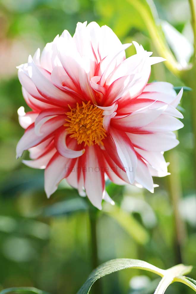 ダリア サンタクロース|花の手帖のダリア図鑑