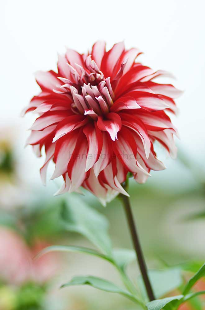 ダリア サンタクロース|花の手帖のダリア図鑑