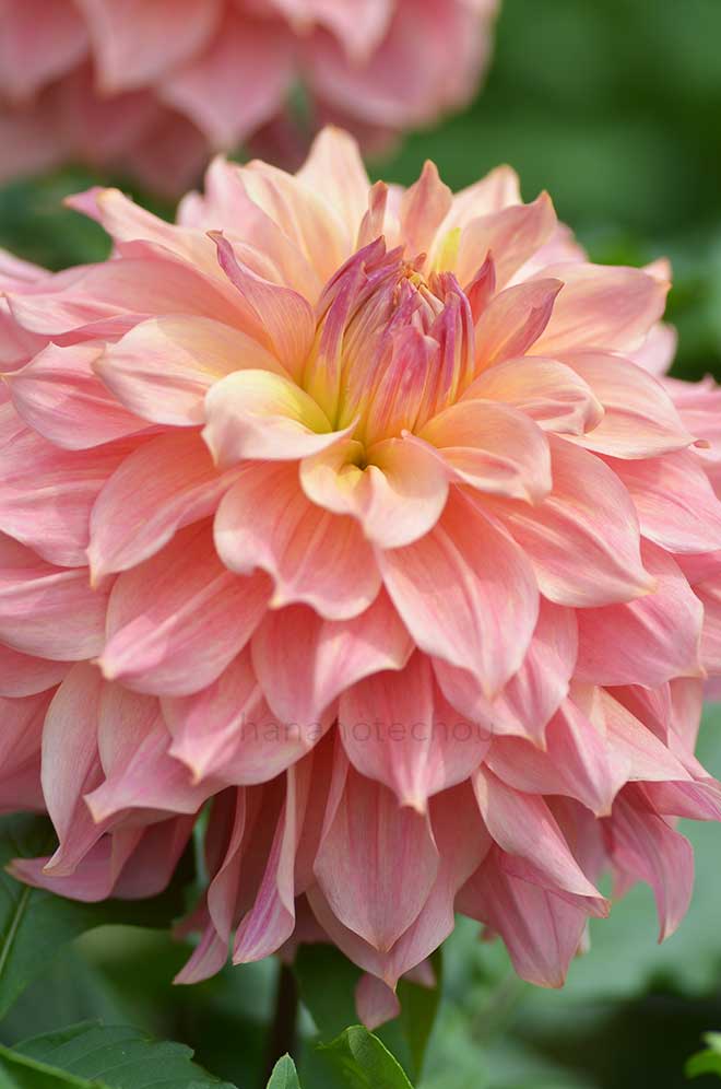 ダリア 里神楽｜花の手帖のダリア図鑑