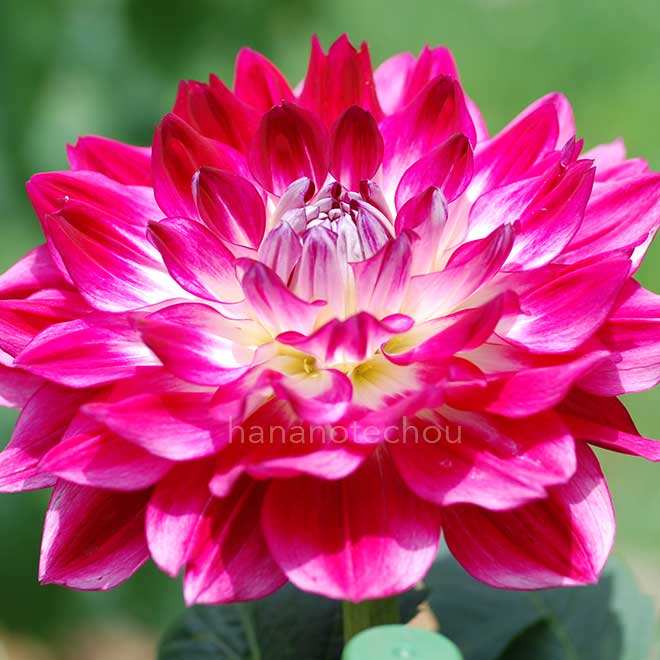 ダリア 千秋乙女｜花の手帖のダリア図鑑