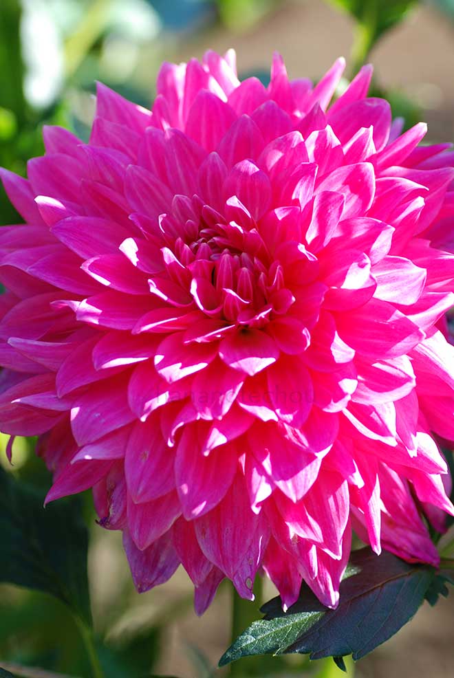 ダリア 千秋美人｜花の手帖のダリア図鑑