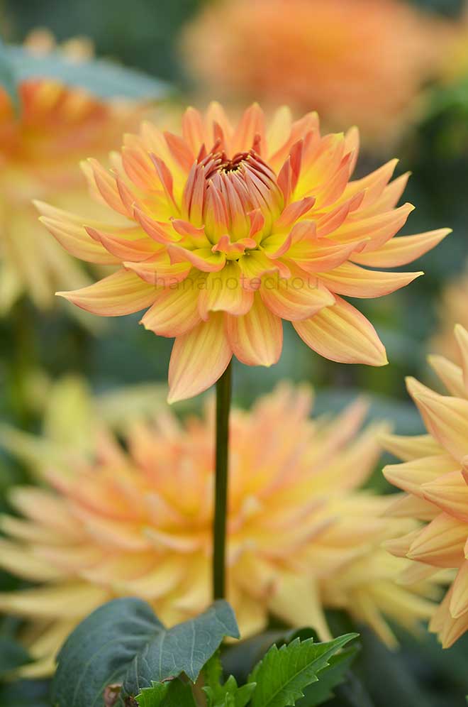ダリア 千秋しぐれ｜花の手帖のダリア図鑑