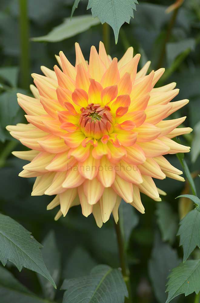 ダリア 千秋しぐれ｜花の手帖のダリア図鑑