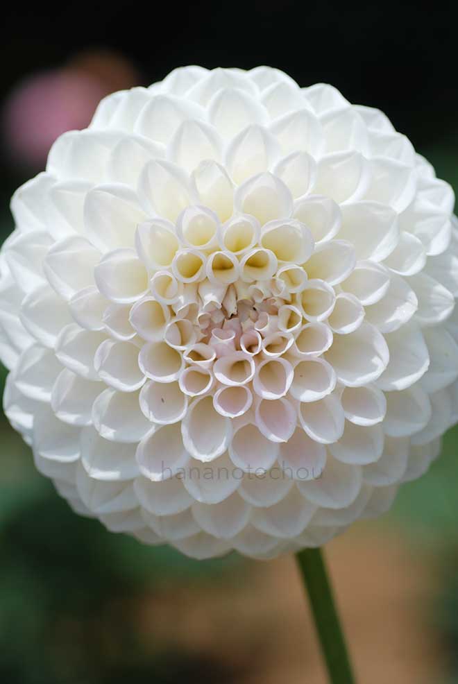 ダリア 雪輪｜花の手帖のダリア図鑑