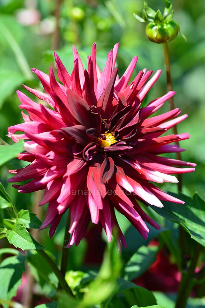 ダリア シマフジ｜花の手帖のダリア図鑑