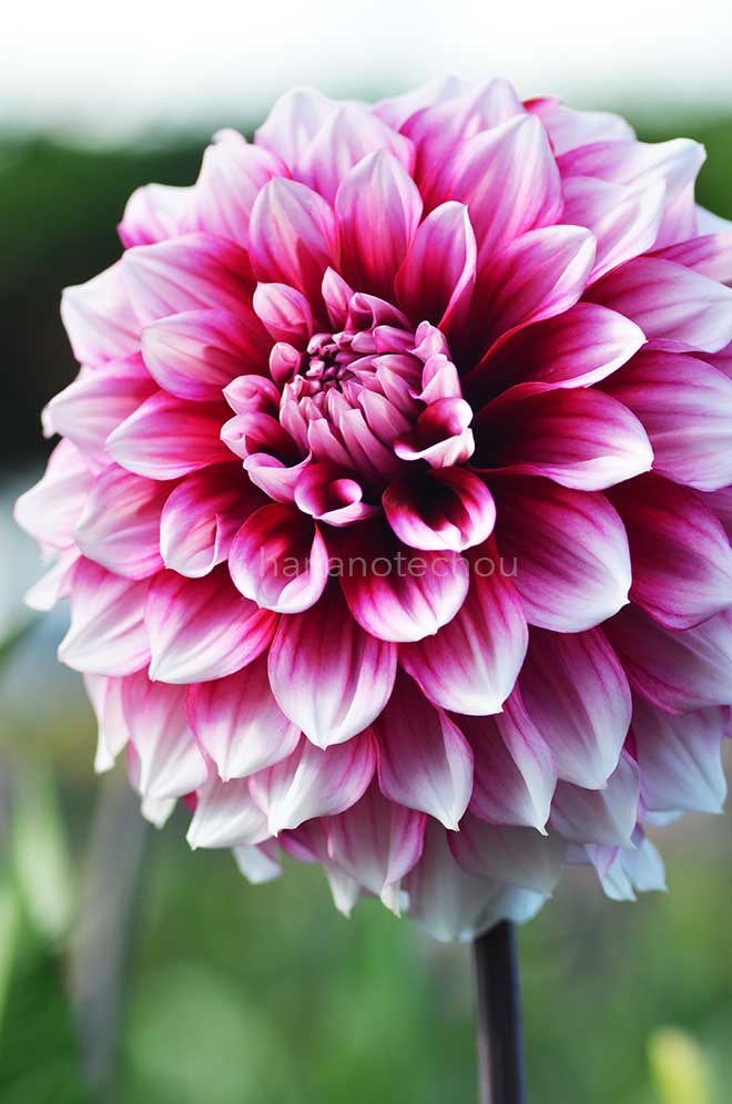 ダリア 紫央｜花の手帖のダリア図鑑