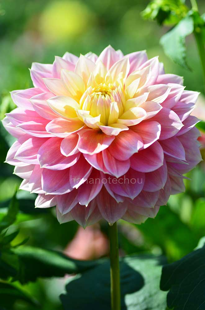 ダリア 思春期|花の手帖のダリア図鑑