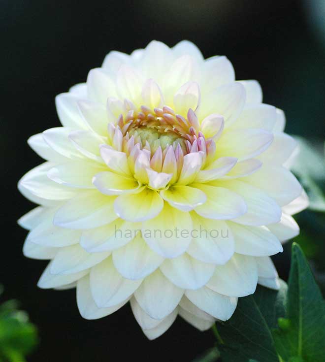 ダリア 詩集｜花の手帖のダリア図鑑