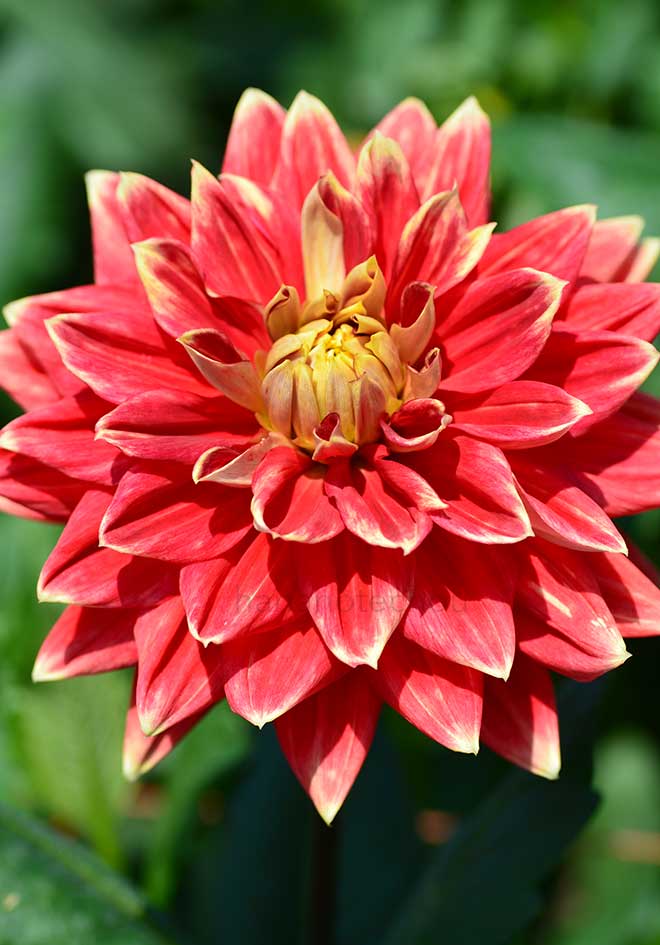 ダリア 猩々錦｜花の手帖のダリア図鑑