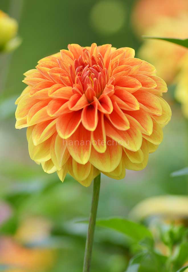 ダリア 唱歌｜花の手帖のダリア図鑑