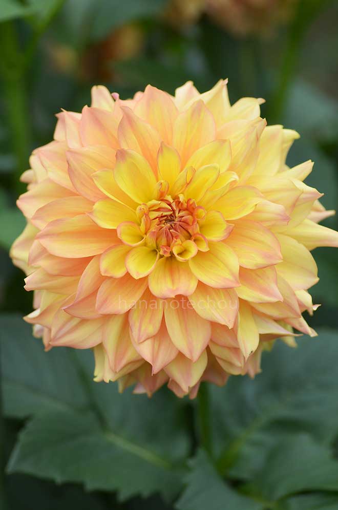 ダリア 主人公｜花の手帖のダリア図鑑