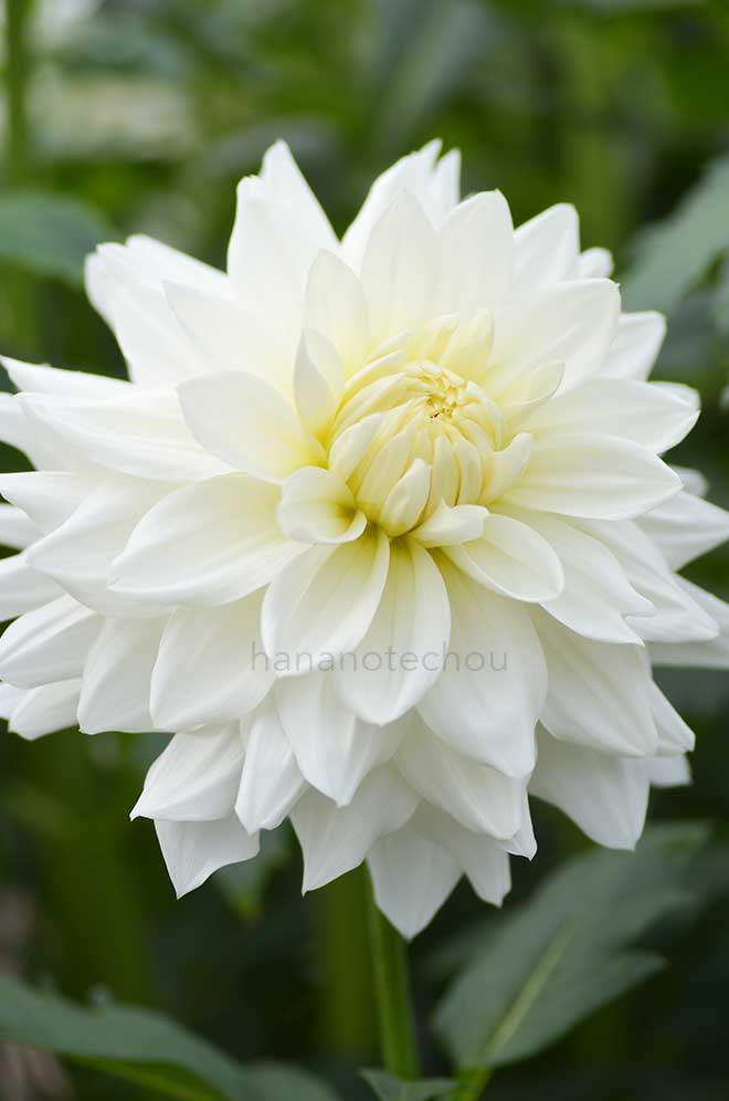 ダリア 春雪｜花の手帖のダリア図鑑