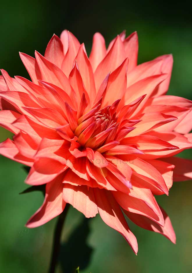 ダリア シンドバッド｜花の手帖のダリア図鑑