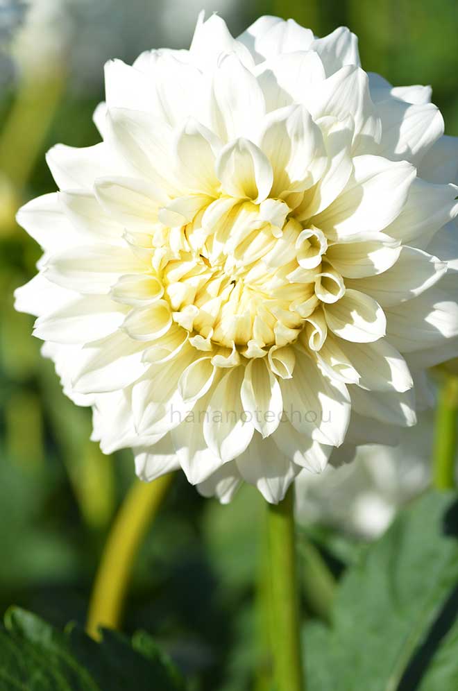 ダリア スノーダンス｜花の手帖のダリア図鑑