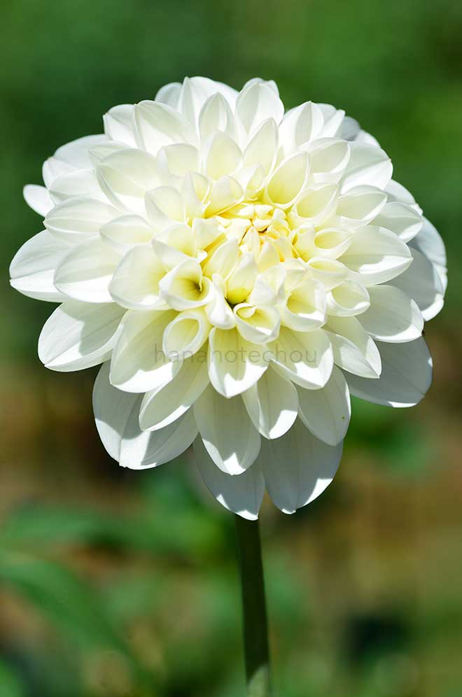 ダリア スノーガーデン｜花の手帖のダリア図鑑