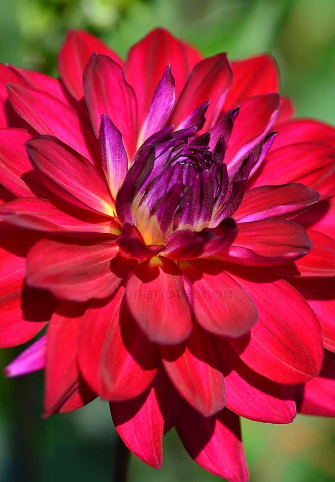 ダリア 想紫苑｜花の手帖のダリア図鑑