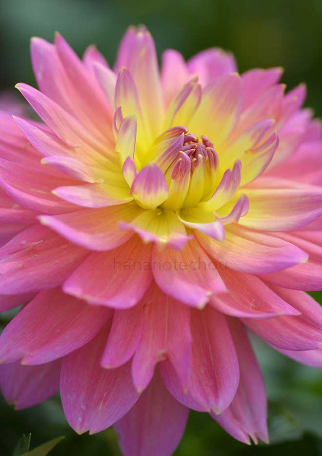 ダリア スターズ ガール｜花の手帖のダリア図鑑