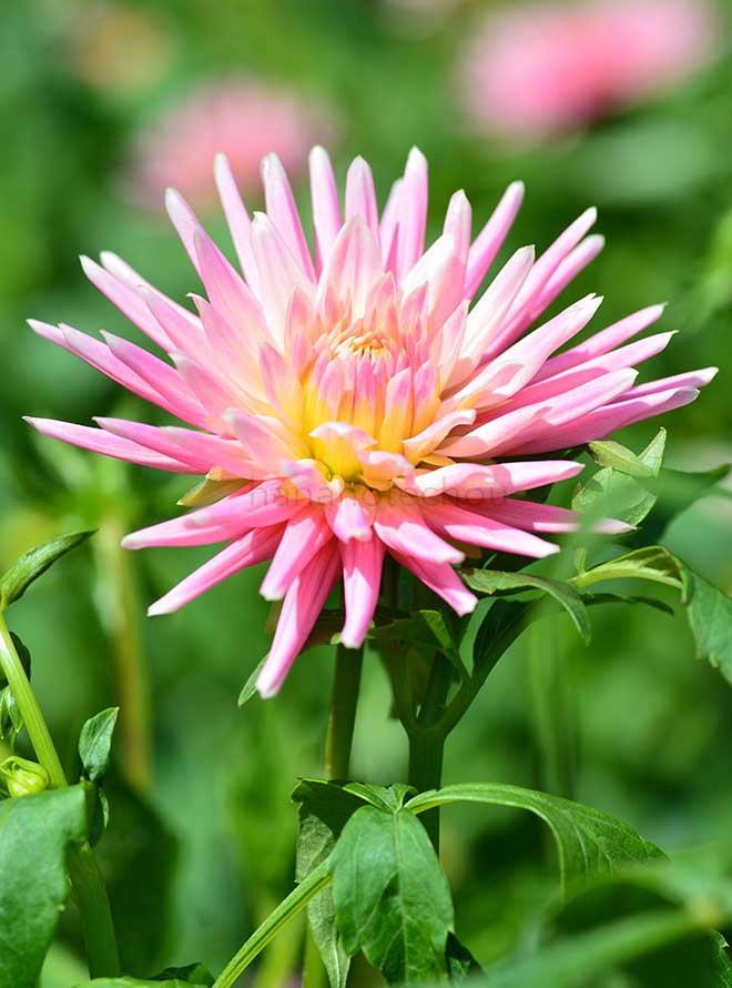 ダリア ｜花の手帖のダリア図鑑