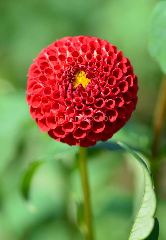 ダリア ストンレイ ジョイス|花の手帖のダリア図鑑