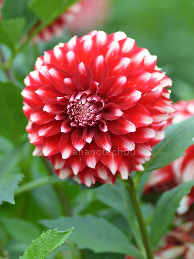 ダリア ストロベリー クリーム｜花の手帖のダリア図鑑