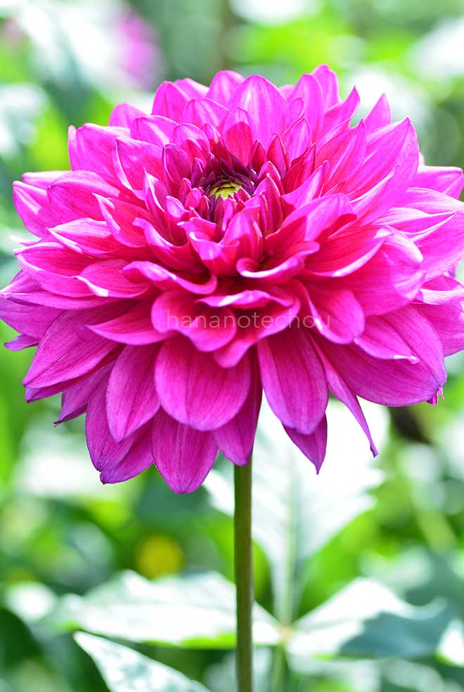 ダリア サマー ファイヤーワーク|花の手帖のダリア図鑑