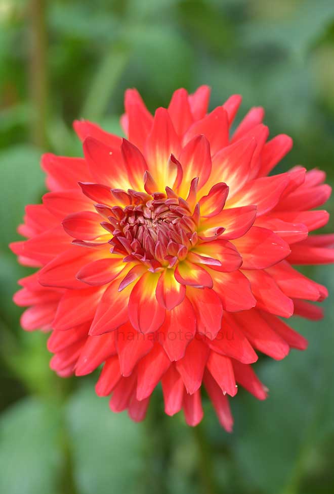 ダリア サンセットコール｜花の手帖のダリア図鑑