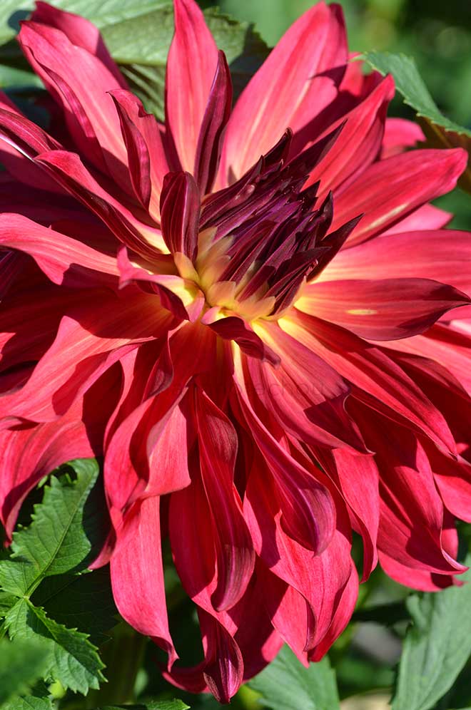 ダリア 太湖｜花の手帖のダリア図鑑