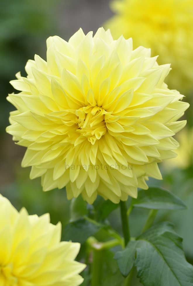 ダリア 太公望｜花の手帖のダリア図鑑