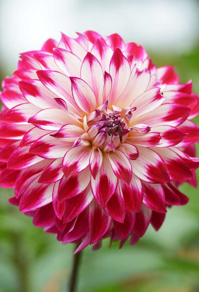 ダリア 大正浪漫｜花の手帖のダリア図鑑