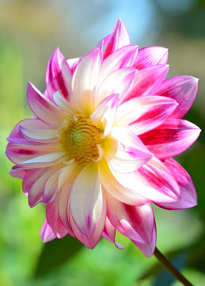 ダリア 大正浪漫｜花の手帖のダリア図鑑