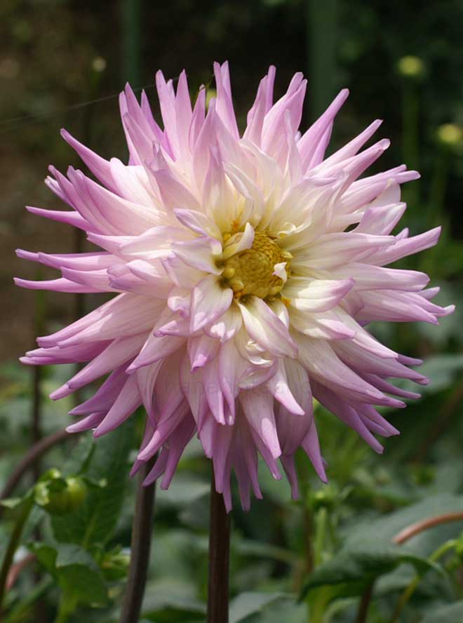 ダリア タラタヒ ライラック｜花の手帖のダリア図鑑