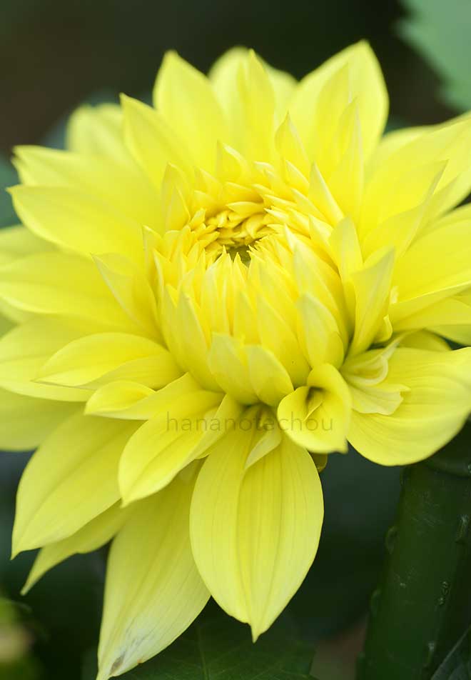 ダリア 月のしずく｜花の手帖のダリア図鑑