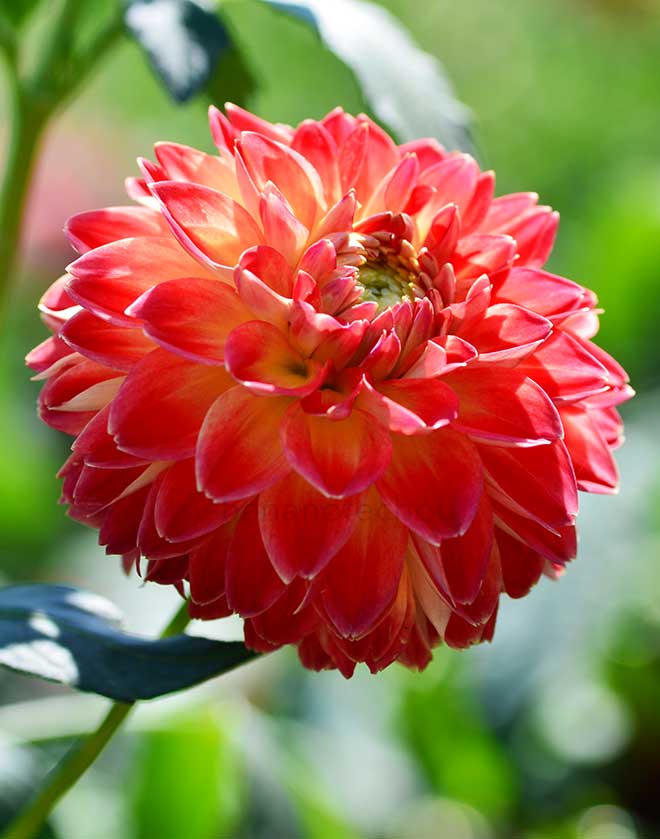 ダリア ザクロボール｜花の手帖のダリア図鑑