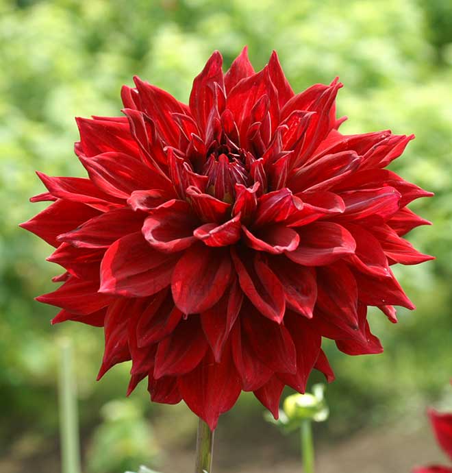 ダリア ゾロ｜花の手帖のダリア図鑑