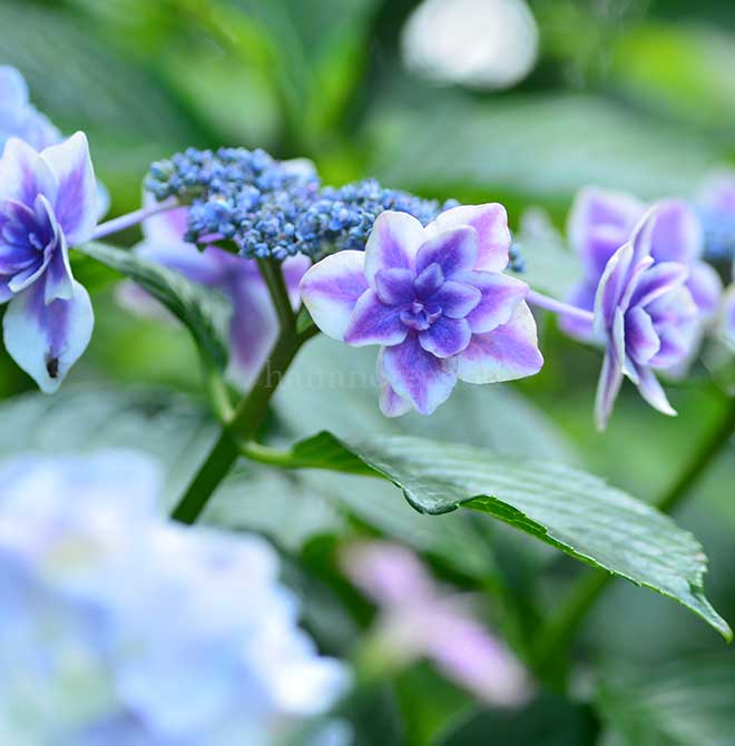 紫陽花 ア ラ モード
｜花の手帖のアジサイ図鑑