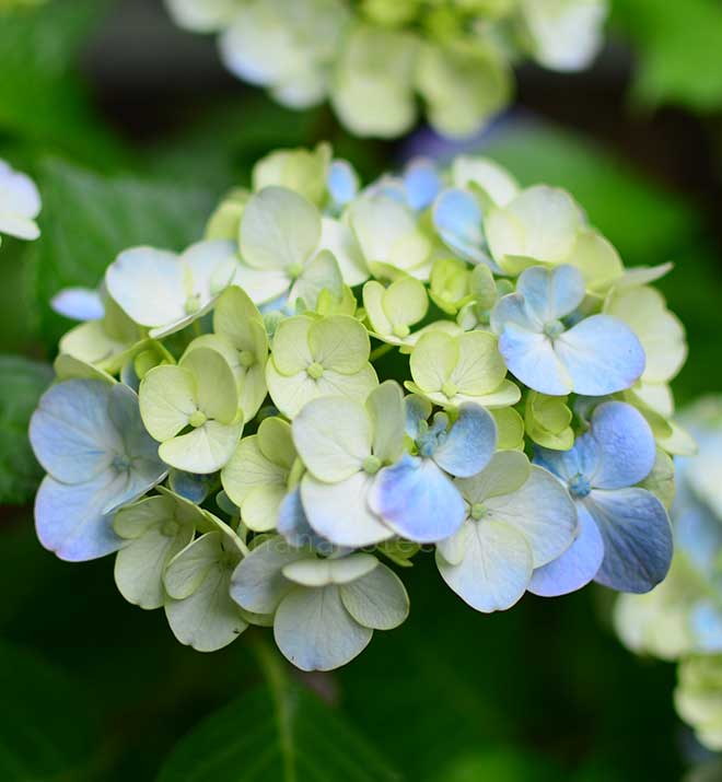 紫陽花 アレキサンドリア｜花の手帖のアジサイ図鑑