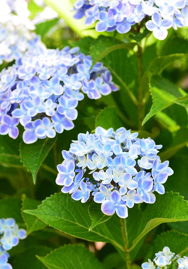 紫陽花 ありがとう｜花の手帖のアジサイ図鑑