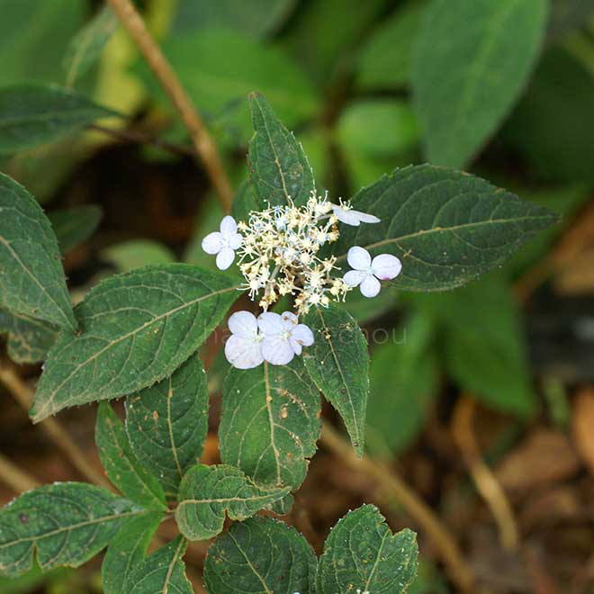 紫陽花 阿波紫｜花の手帖のアジサイ図鑑