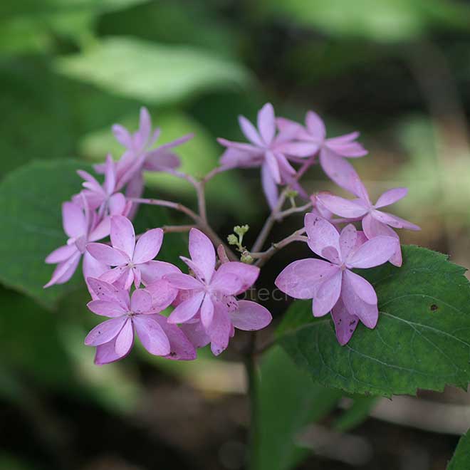 紫陽花 石鎚の光
｜花の手帖のアジサイ図鑑