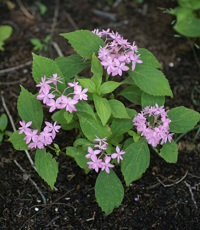 紫陽花 石鎚の光
｜花の手帖のアジサイ図鑑