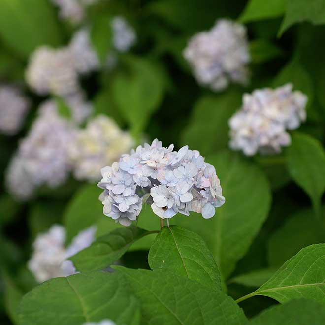紫陽花 伊予獅子てまり
|花の手帖のアジサイ図鑑