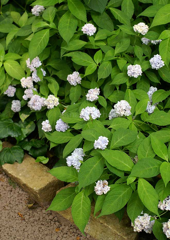 紫陽花 伊予獅子てまり
|花の手帖のアジサイ図鑑