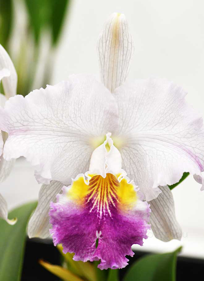 カトレア ルデマニアナ セルレア フラメア ’アズール マリノ'｜花の手帖の蘭図鑑