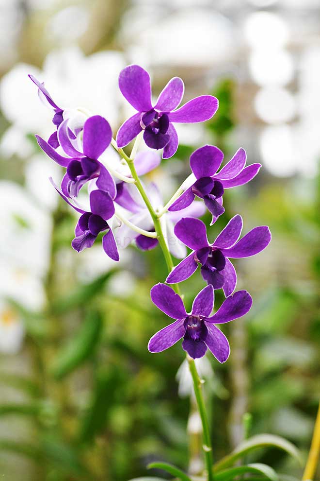 デンドロビウム ブルー ヴァイオレッタ｜花の手帖の蘭図鑑