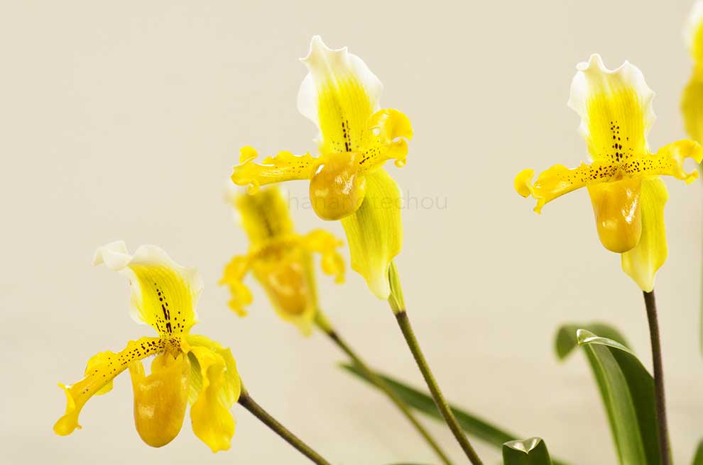 パフィオペディラム エグザル アルボマルギナタム ’ムラタ’｜花の手帖の蘭図鑑