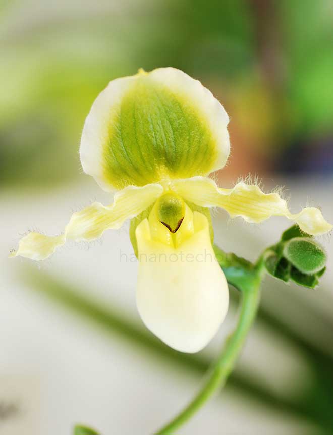 パフィオペディラム ニケズ サニー デライト ’ミス ユー’|花の手帖の蘭図鑑