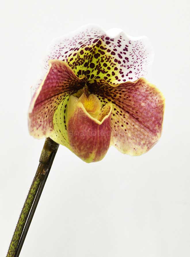 パフィオペディラム ピンク フィールズ ’ゴテンヤマ’|花の手帖の蘭図鑑