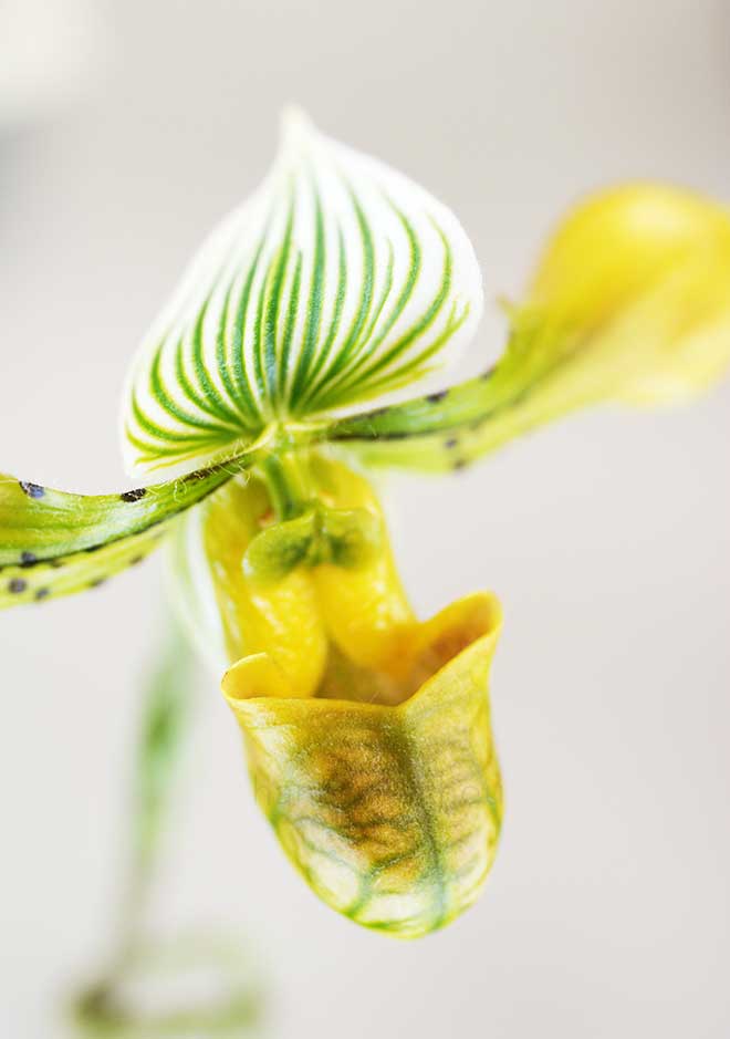 パフィオペディラム ベナスタム 'ブロンズ ウィング'|花の手帖の蘭図鑑