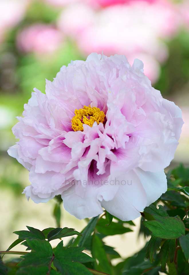 ボタン 長楽｜花の手帖の牡丹図鑑